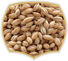 Barley seeds, wholesale. Gama Food