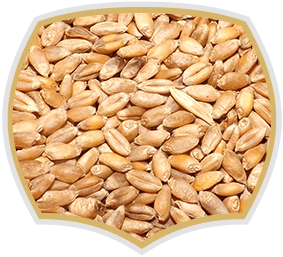 Wheat seeds for muesli, Gama Food