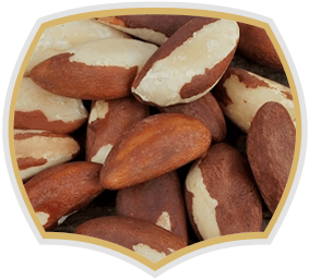 Brazil nut, raw nuts from Gama Food